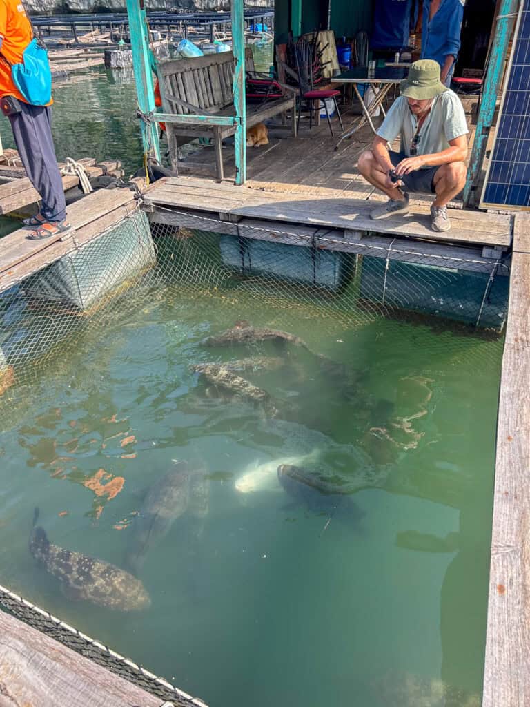 A man squats by a wooden fish pen over green water on Cat Ba Island, observing several large fish swimming inside. Another person stands nearby. There’s a bench, a chair, and a small building in the background.
