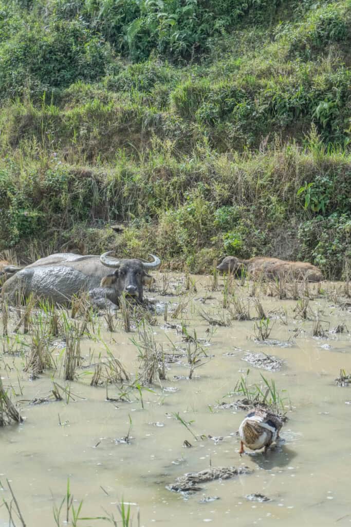 A water buffalo stands in a muddy, partially flooded rice field with green grass on a slope behind it, and a duck is swimming nearby.