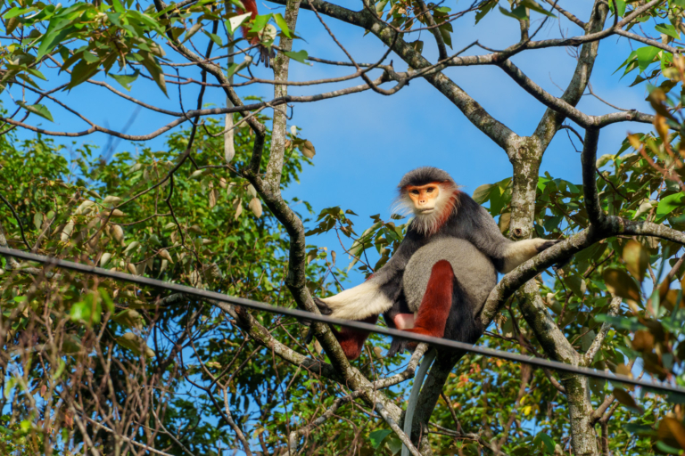 Horizonhugo - Vietnam - Da Nang - Son Tra Monkey - 3